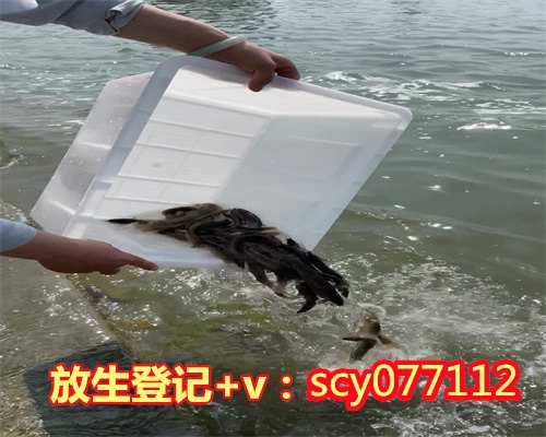 四川放生中华草龟,四川不能放生的品种有哪些,四川广州哪里放生甲鱼好一点