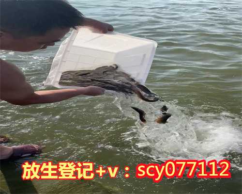 衢州冬季放生蛙，衢州哪里可以放生鱼类的，人工饲养泥鳅可以放生吗