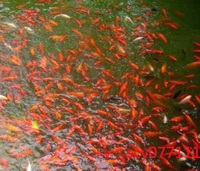 广西寺庙放生池，广西财鱼放生有什么说法呢，广西家鸡放生能野化么